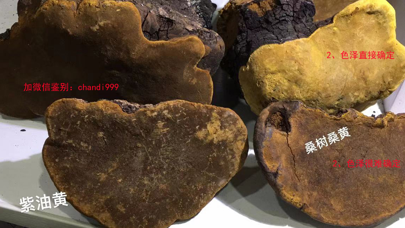 桑樹(shù)桑黃和紫油桑黃真假對(duì)比 桑樹(shù)桑黃和紫油桑黃真假對(duì)比