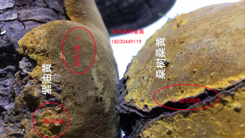 桑樹(shù)桑黃和紫油桑黃真假鑒別 桑樹(shù)桑黃和紫油桑黃真假鑒別