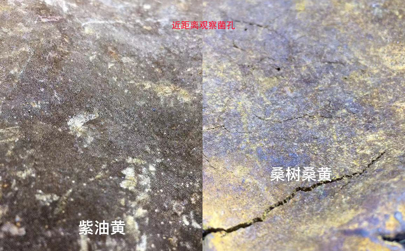 桑樹(shù)桑黃和紫油桑黃菌孔對(duì)比圖片 桑樹(shù)桑黃和紫油桑黃菌孔對(duì)比圖片