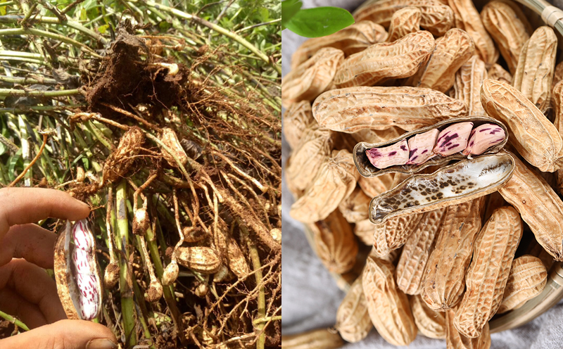 七彩花生圖片 七彩花生圖片