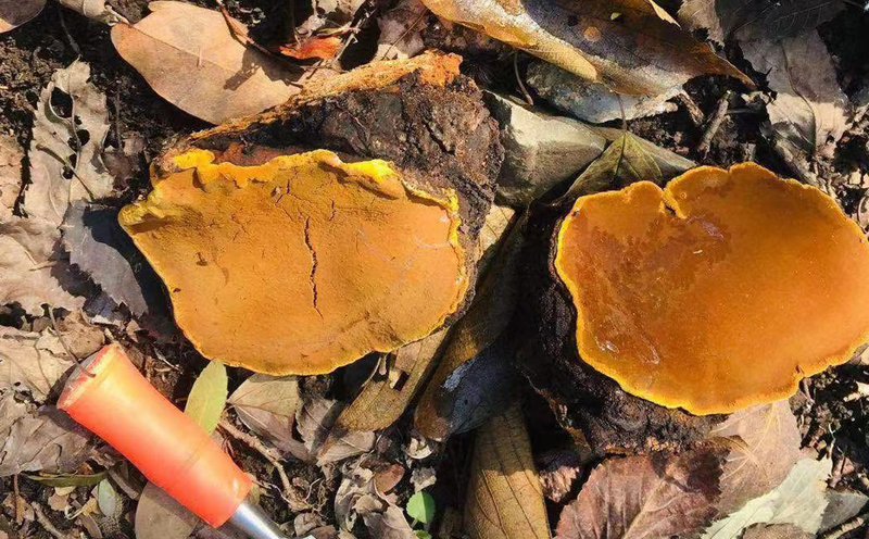 野生桑黃圖片 野生桑黃圖片