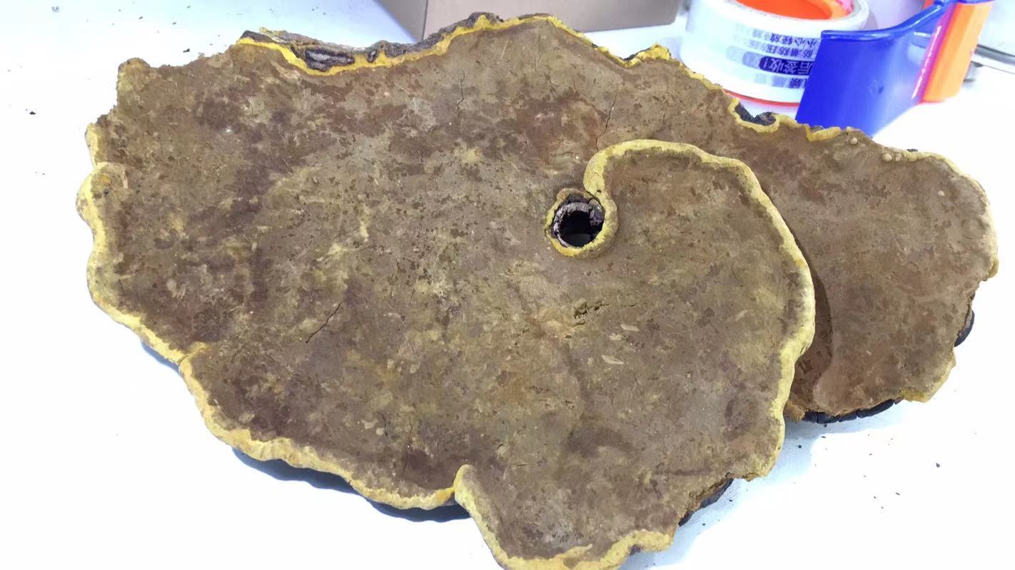 桑樹桑黃圖片 桑樹桑黃圖片