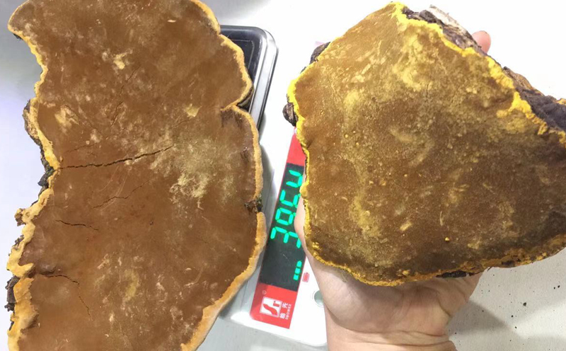 桑黃圖片 桑黃圖片