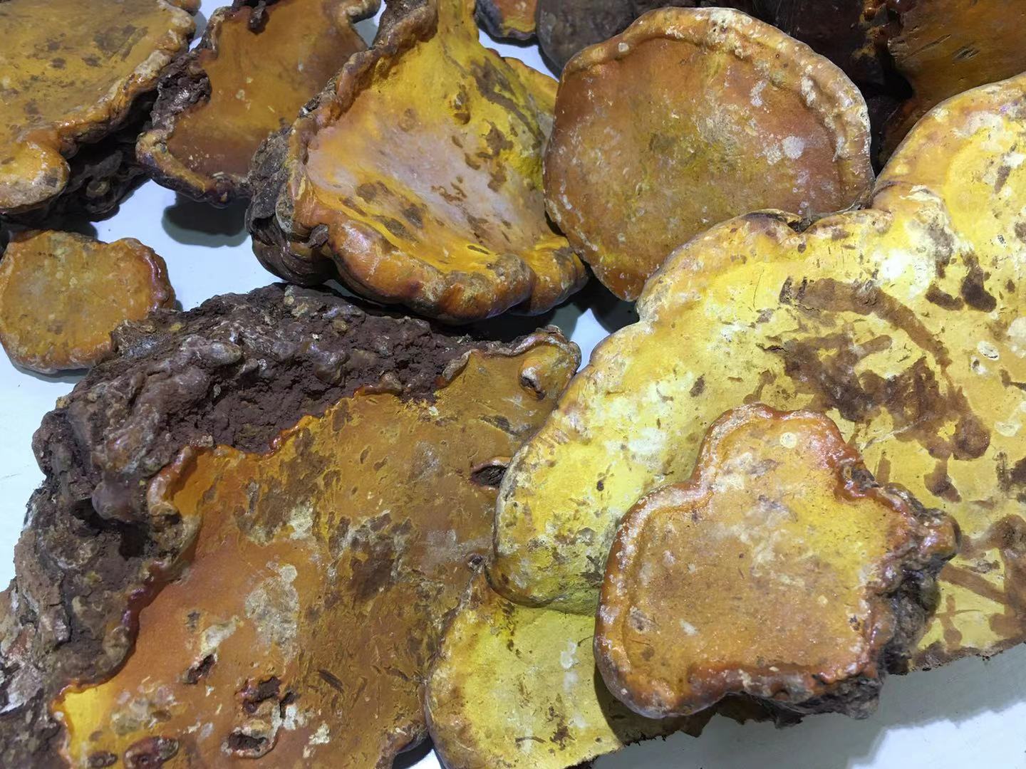 野生紅豆杉靈芝圖片 野生紅豆杉靈芝圖片