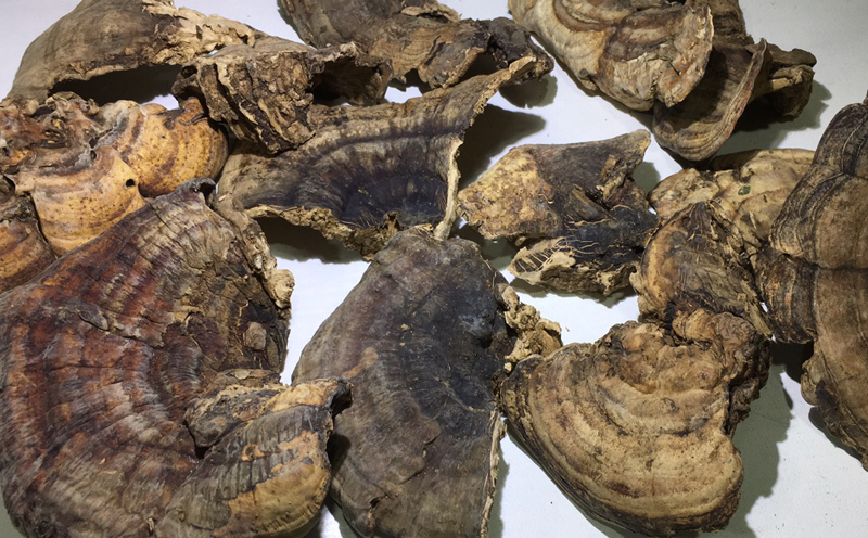 曬干槐耳圖片 曬干槐耳圖片