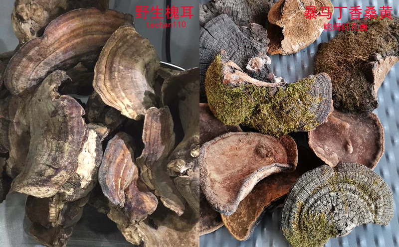 真假槐耳對比圖片 真假槐耳對比圖片