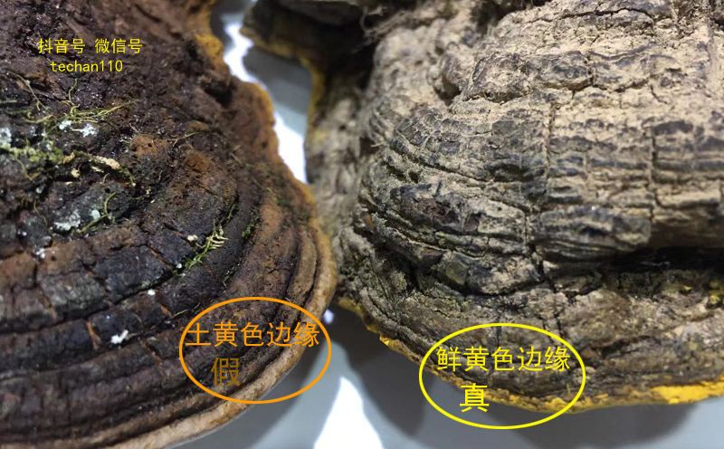 如何分辨桑樹桑黃真假 如何分辨桑樹桑黃真假