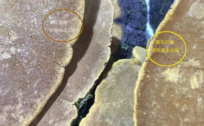 怎樣分辨桑樹桑黃真假 怎樣分辨桑樹桑黃真假