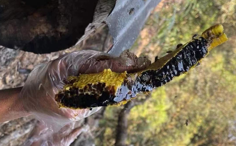 米團花黑蜂蜜圖片 米團花黑蜂蜜圖片