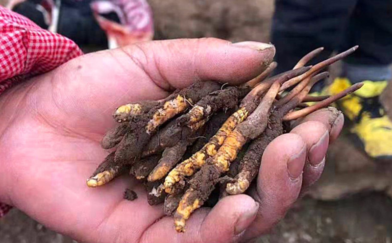 新鮮采挖的冬蟲夏草圖片 新鮮采挖的冬蟲夏草圖片
