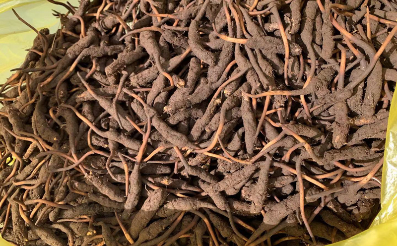 甘南冬蟲夏草圖片 甘南冬蟲夏草圖片