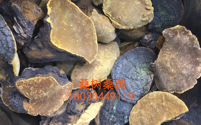 桑樹桑黃圖片 桑樹桑黃圖片