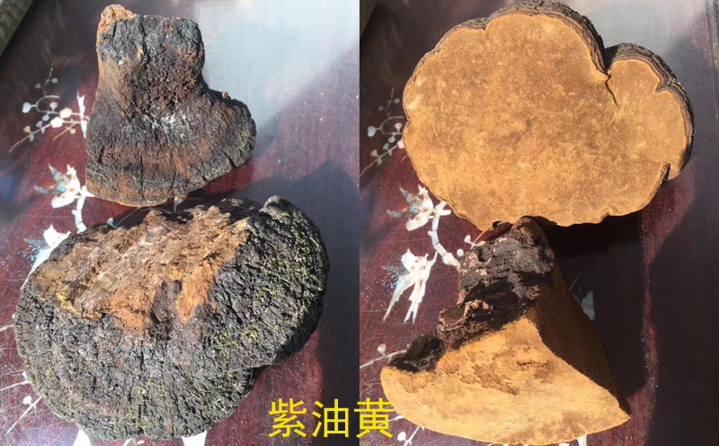 紫油桑黃圖片 紫油桑黃圖片