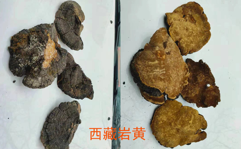 西藏巖桑黃圖片 西藏巖桑黃圖片