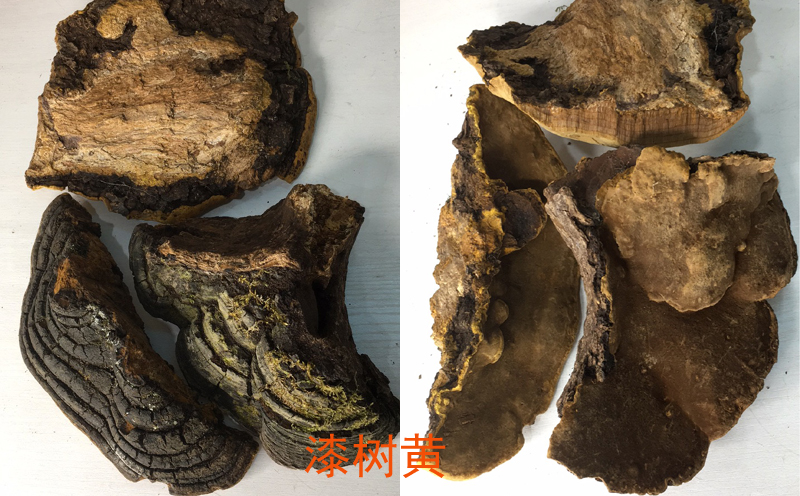 漆樹桑黃圖片 漆樹桑黃圖片