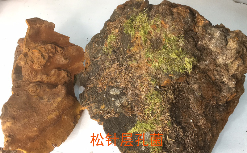 松針層孔菌圖片 松針層孔菌圖片