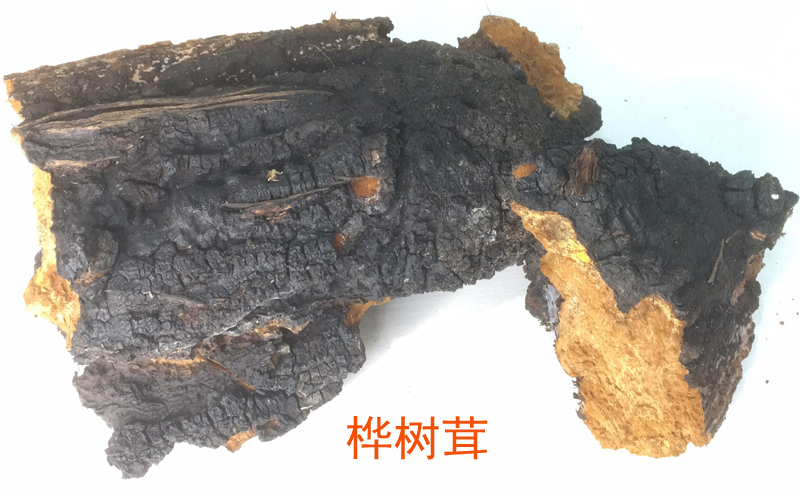 樺樹茸圖片 樺樹茸圖片