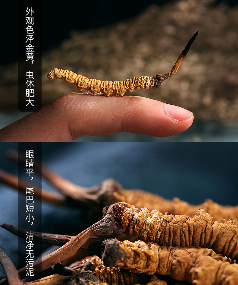 那曲蟲草特點圖片 那曲蟲草特點圖片