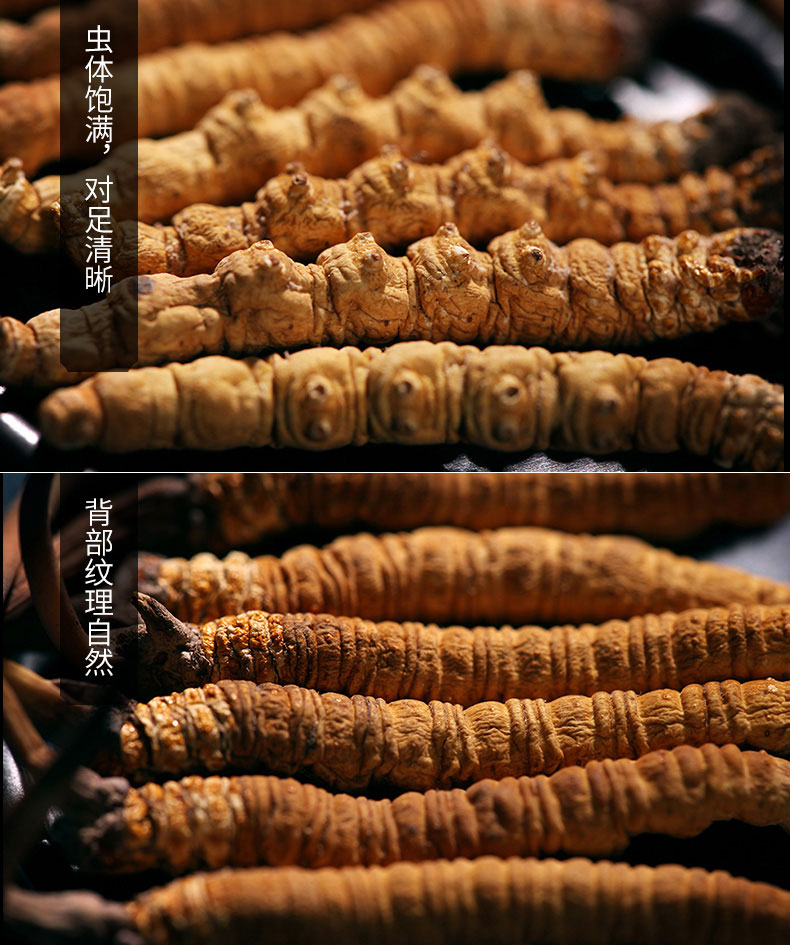 那曲冬蟲夏草特征圖片 那曲冬蟲夏草特征圖片