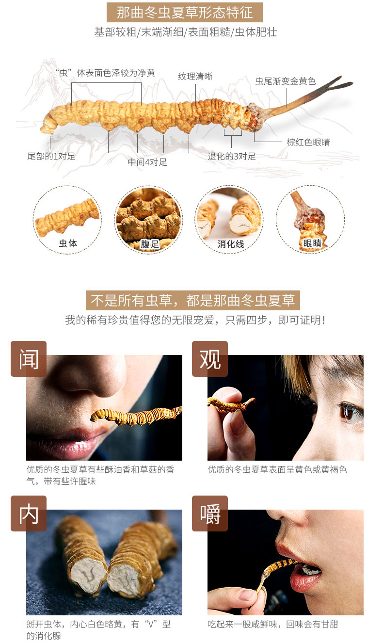 那曲蟲草特征圖片 那曲蟲草特征圖片