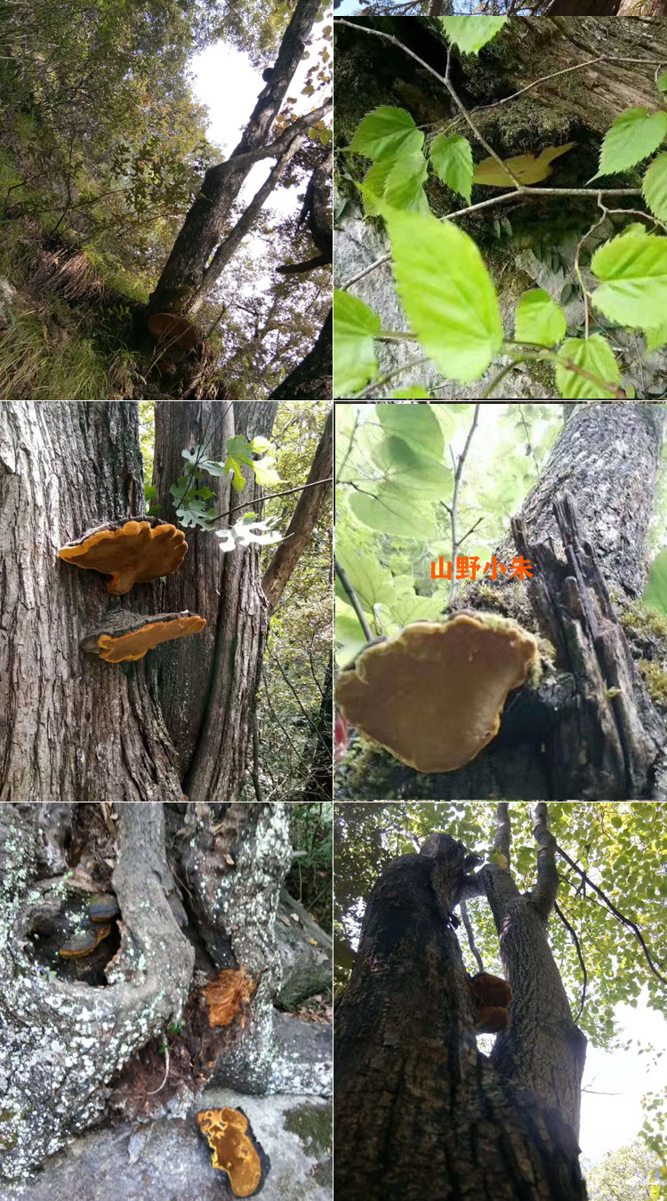 桑樹上的桑黃圖片 桑樹上的桑黃圖片