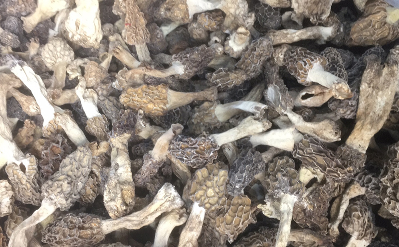 野生羊肚菌干品圖片