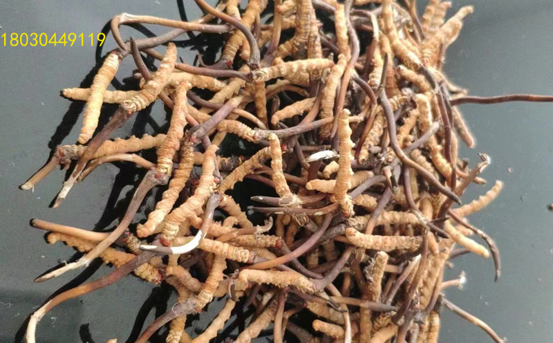 祁連山新鮮蟲(chóng)草圖片