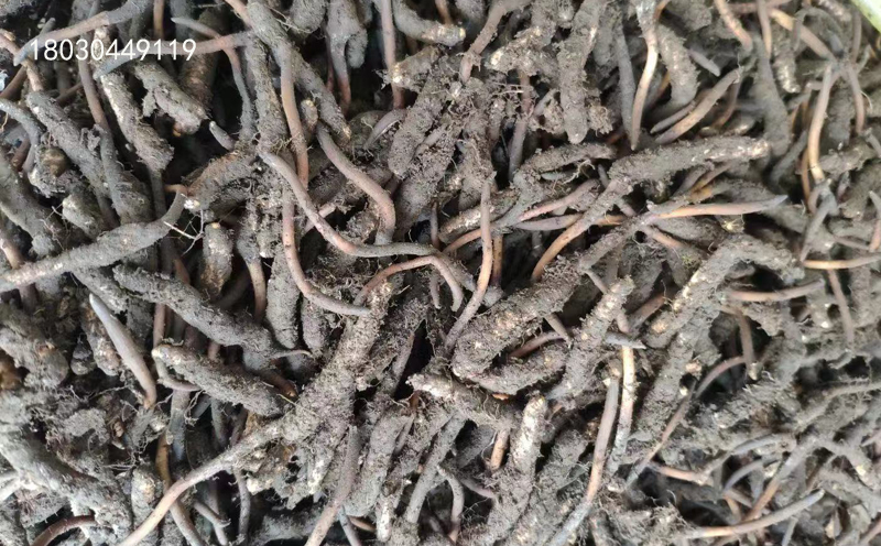 青海祁連山新鮮蟲(chóng)草圖片