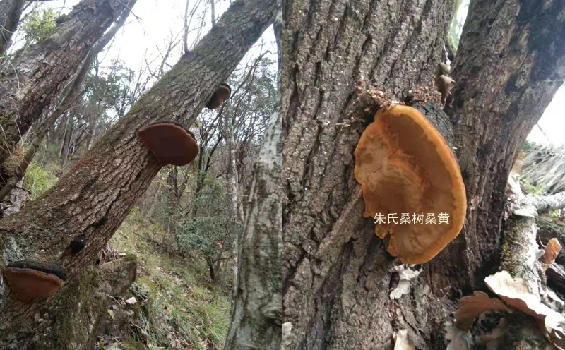 野生桑樹桑黃圖片 野生桑樹桑黃圖片