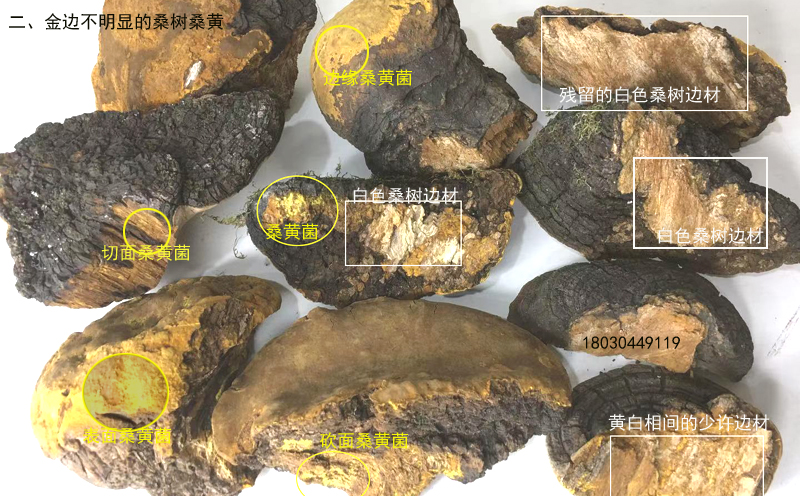 桑樹桑黃辨別方法圖片 桑樹桑黃辨別方法圖片