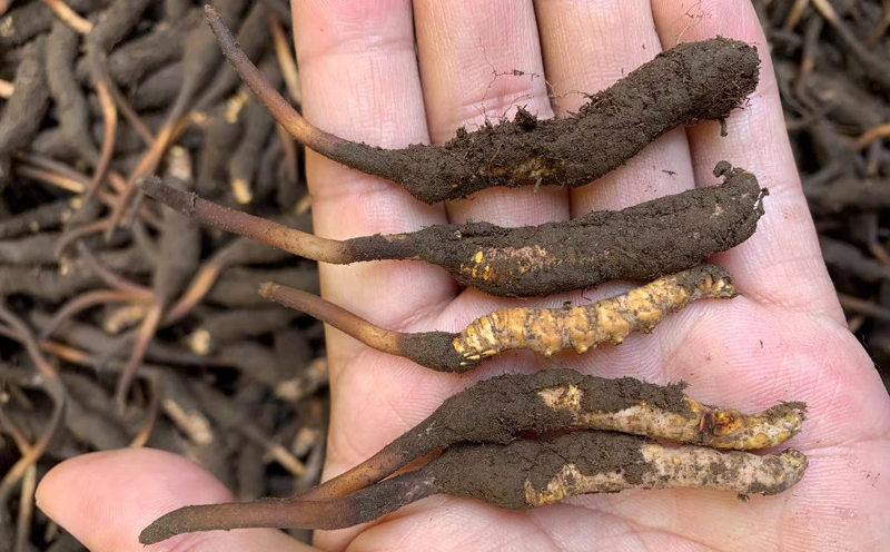 2021年新鮮蟲草圖片 2021年新鮮蟲草圖片