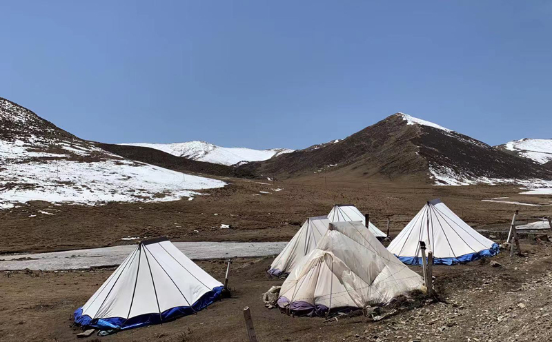 新鮮蟲草采挖營地圖片 新鮮蟲草采挖營地圖片