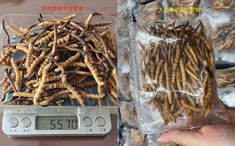 野生新鮮冬蟲夏草和人工新鮮蟲草對比圖 野生新鮮冬蟲夏草和人工新鮮蟲草對比圖