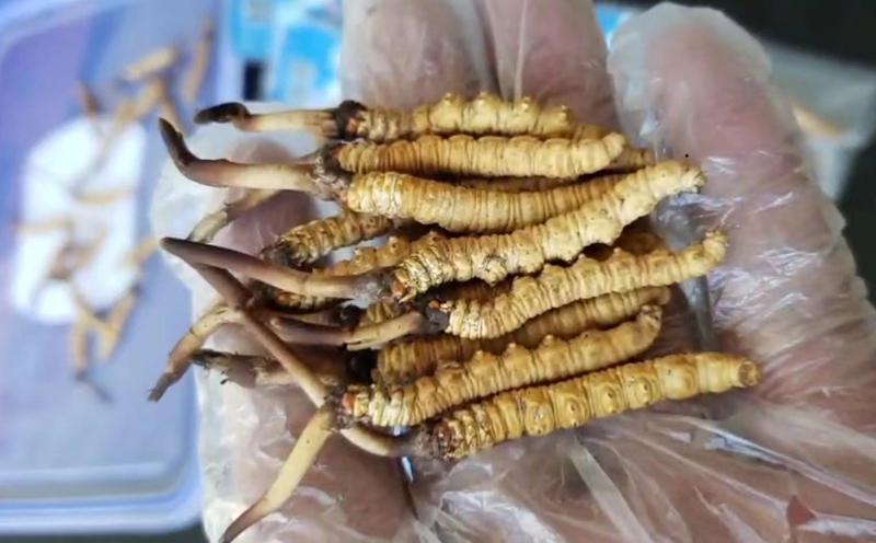 那曲新鮮蟲草圖片 那曲新鮮蟲草圖片