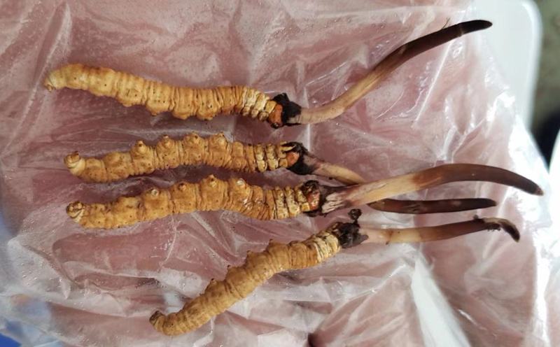 那曲新鮮冬蟲夏草圖片 那曲新鮮冬蟲夏草圖片