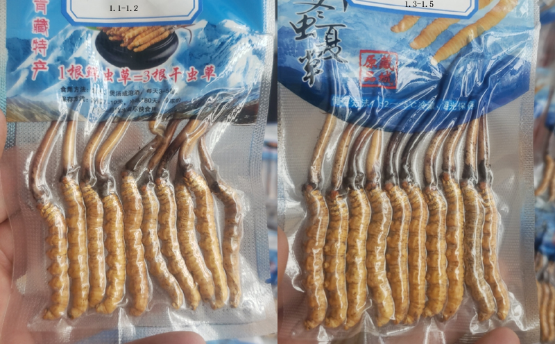 那曲大鮮蟲草圖片 那曲大鮮蟲草圖片