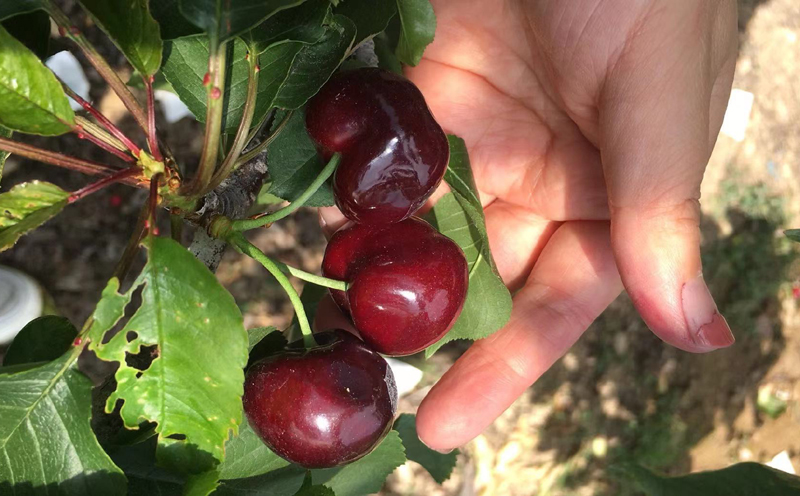 漢源車厘子圖片 漢源車厘子圖片
