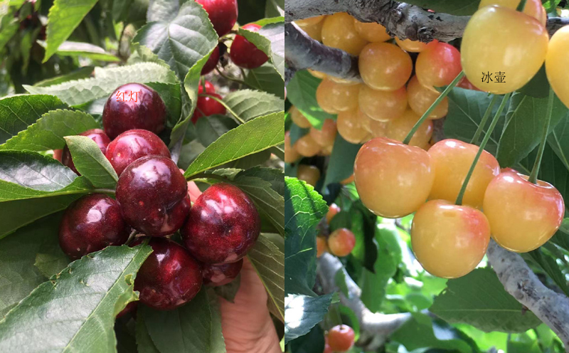 漢源車厘子圖片 漢源車厘子圖片