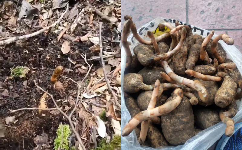 野生新鮮天麻圖片 野生新鮮天麻圖片