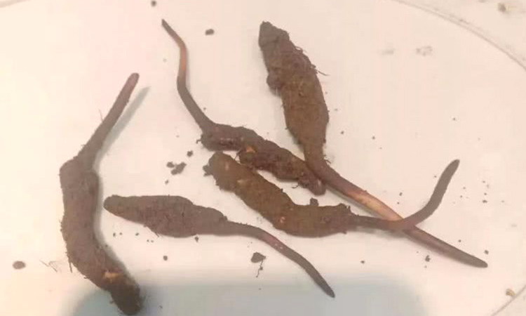 康定蟲草圖片 康定蟲草圖片