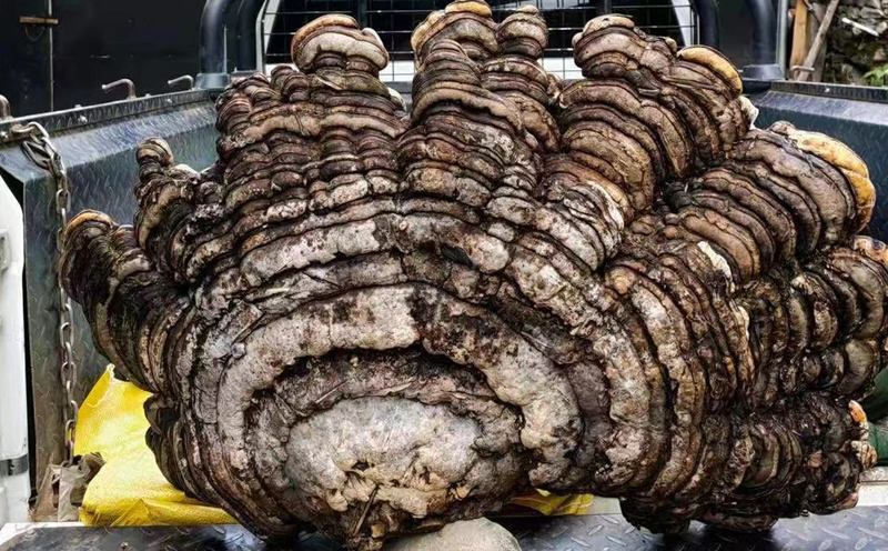 千年靈芝圖片2 千年靈芝圖片2