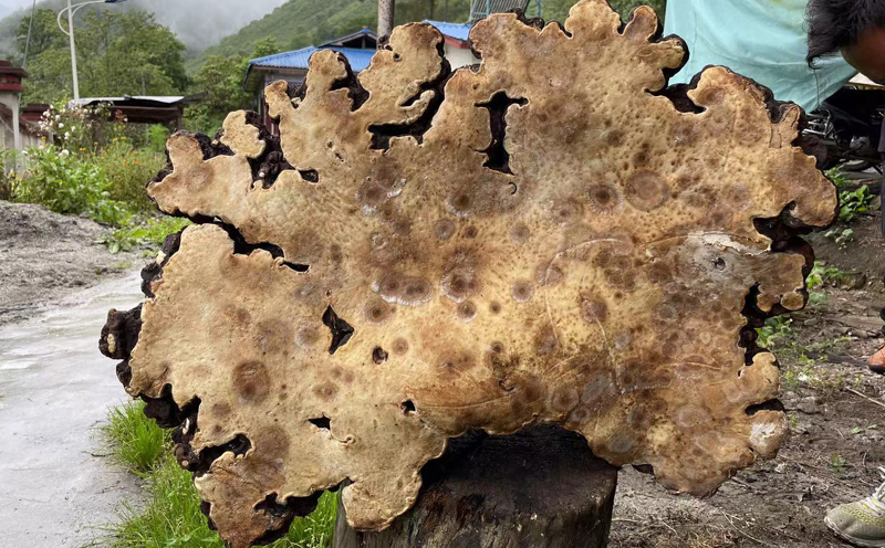 千年靈芝圖片3 千年靈芝圖片3