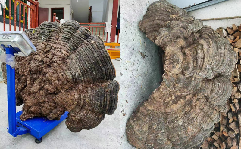 千年靈芝圖片4 千年靈芝圖片4