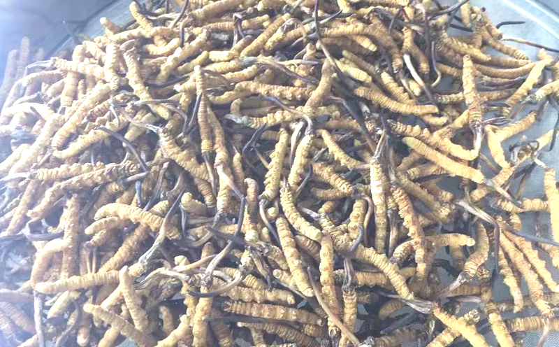 那曲冬蟲夏草圖片