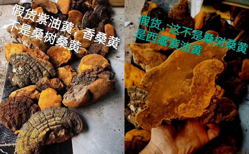 西藏紫油黃圖片 西藏紫油黃圖片