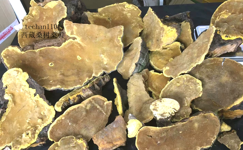 正宗西藏桑黃圖片 正宗西藏桑黃圖片