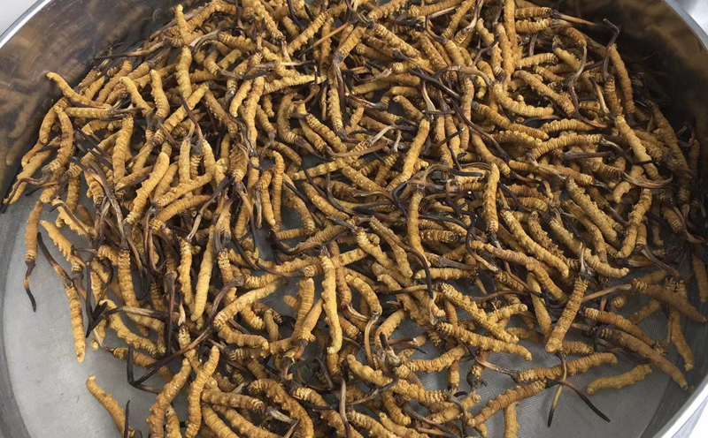 那曲冬蟲夏草1500條圖片