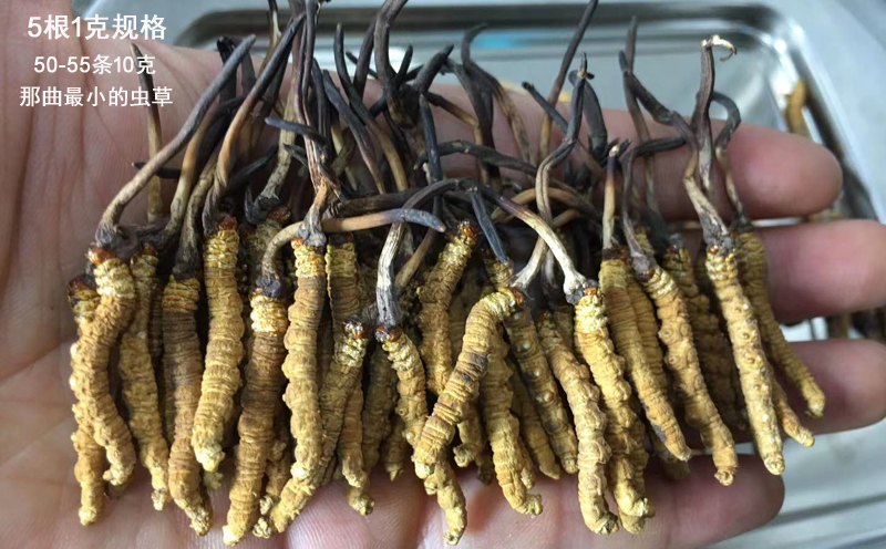 5條1克那曲冬蟲夏草圖片