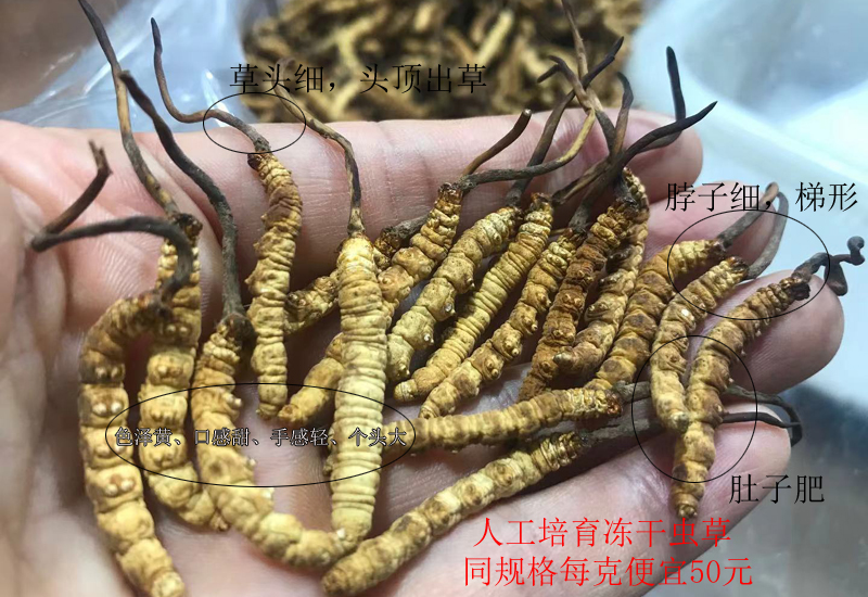 凍干冬蟲夏草圖片