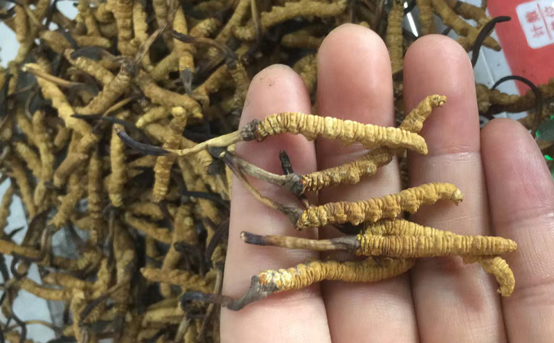 冬蟲夏草一克什么價